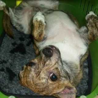 Вестеслава Ильская photo