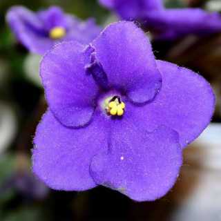 Irina Maleshko photo