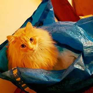 Nerio Gainotti photo