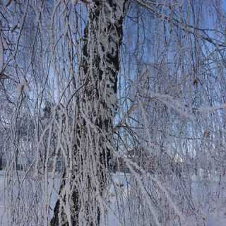 Татьяна Думчикова photo