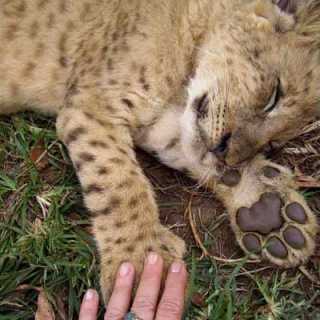 Alexander Avramov photo