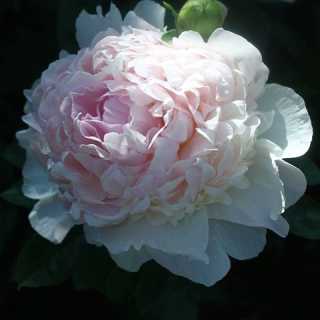 Aldina Bavutti photo