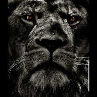 Attila Hun