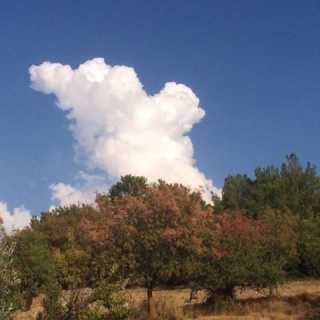 Ali-Haydar Ileri photo