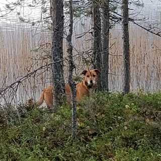 Venla Heimonen photo