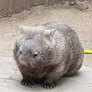 Emanuele Pellegrini photo