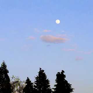 Sarah Bevilacqua photo