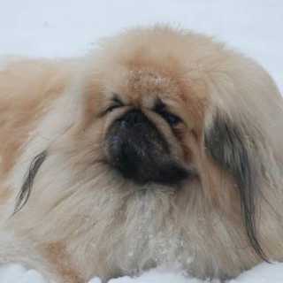 Fabrizio Nicoletti photo