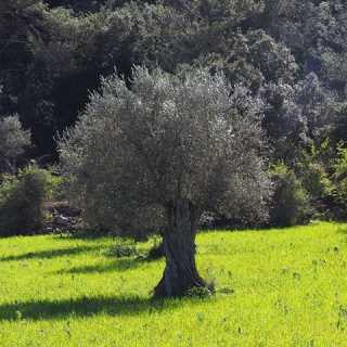 Olivier Perret photo