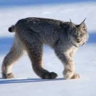 Hilda-Leonor Cuevas photo