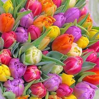 Татьяна Мотовилова