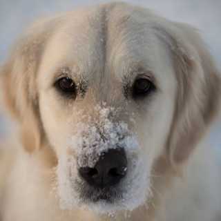 Boris Georgiev photo