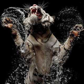 Seifeddine Samet photo