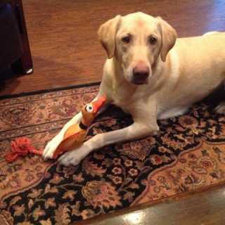 Anne Stremanos photo