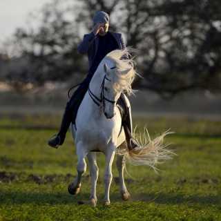 Nesurini Mirko photo