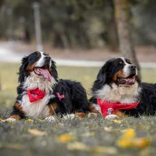 Manuela Brancanes photo