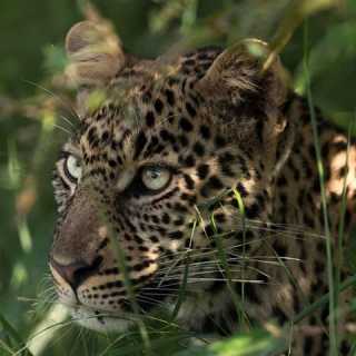 Yann Libessart photo