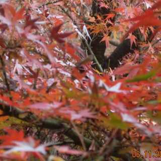 Rosnah Jamaludin photo