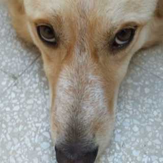 Mirella Saturni photo